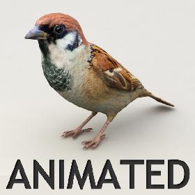 Sparrow Animated